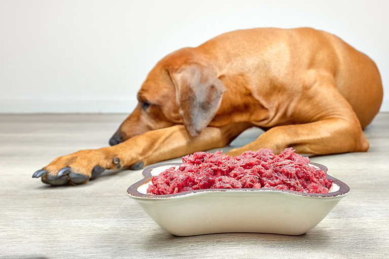 Peligros de la dieta BARF para perros y gatos: lo que debes saber